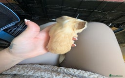 Guinea Pig rodents for sale: Baby guinea pigs  - Advert 19