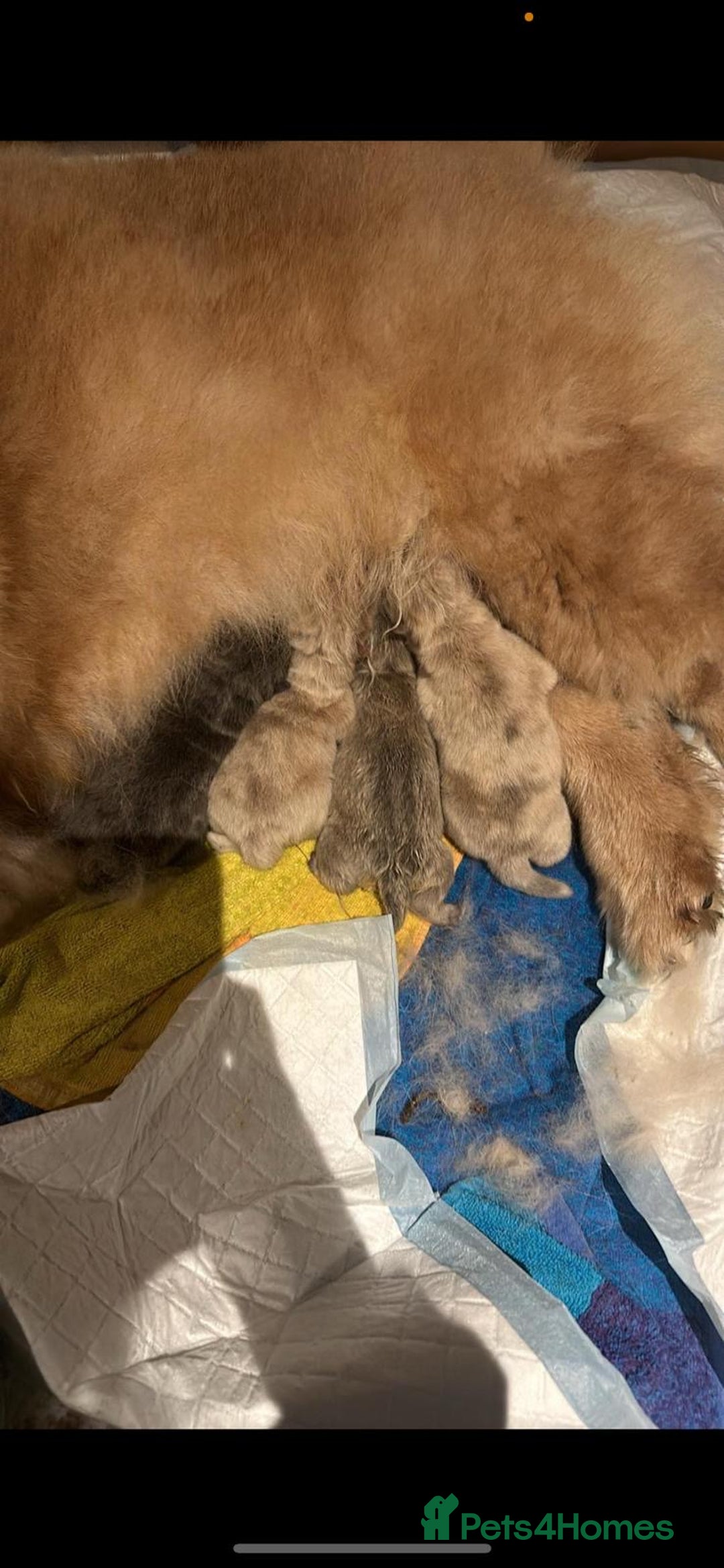 Chow Chow dogs for sale: REDUCED £750 stunning chow chow puppies - Image 9