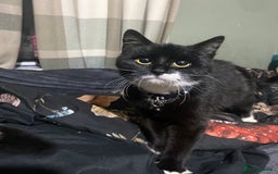Mixed Breed cats for adoption: Lovely young cat looking for forever home  - Image 1