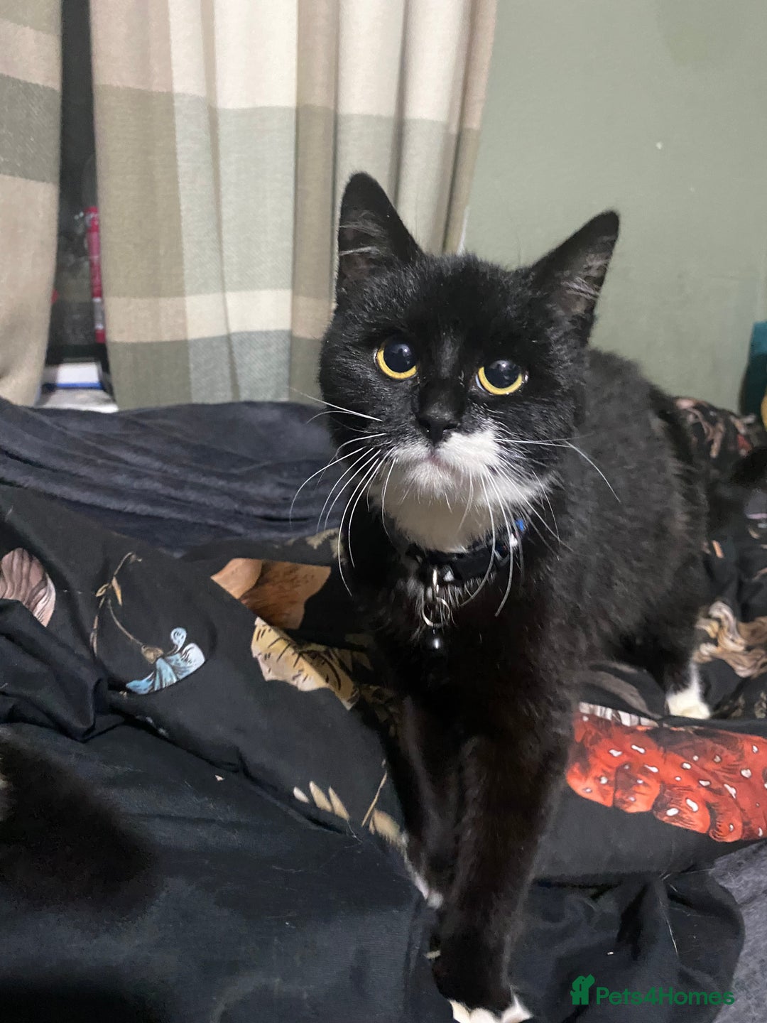 Mixed Breed cats for adoption: Lovely young cat looking for forever home  - Image 1