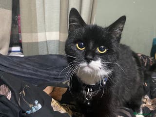 Mixed Breed cats Lovely young cats looking for forever home - Advert 16