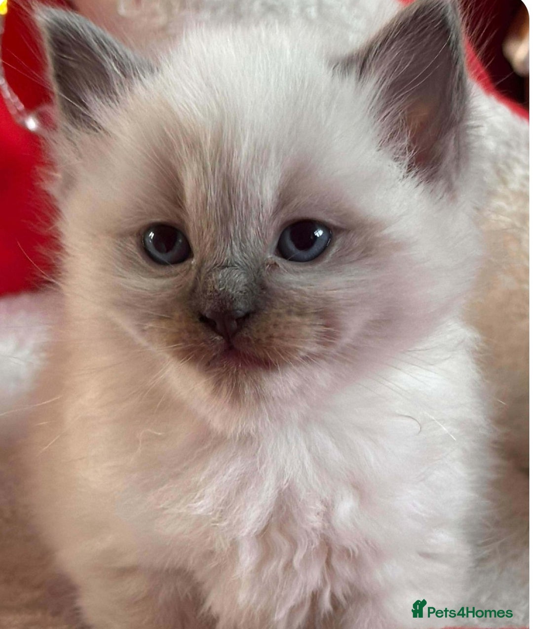 Ragdoll cats for sale: Two GCCF ragdoll boys ♂️♂️😺😺 - Advert 13