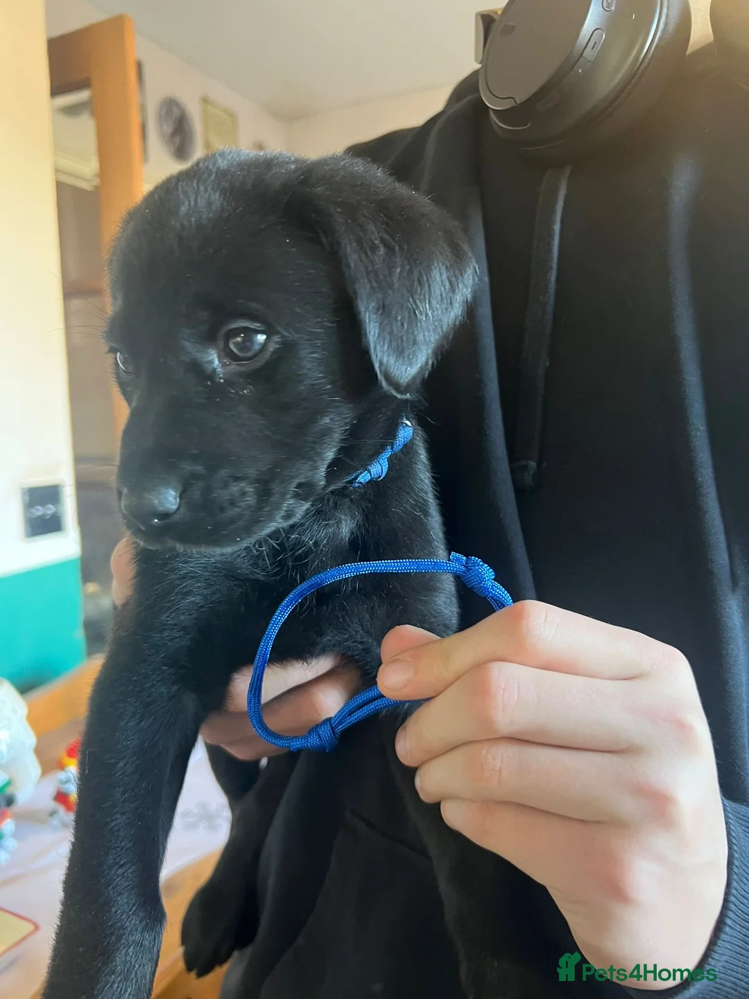 Mixed Breed dogs for sale: Labrador retriever cross - Advert 20