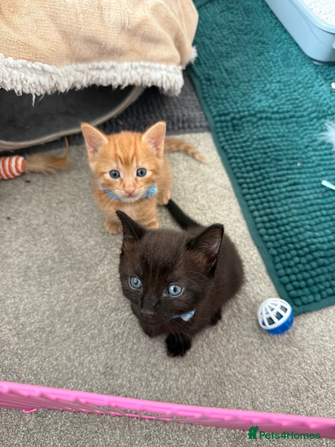 Mixed Breed cats 2 mixed breed male kittens - Advert 1