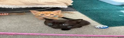Mixed Breed cats for sale: 2 mixed breed male kittens - Advert 1