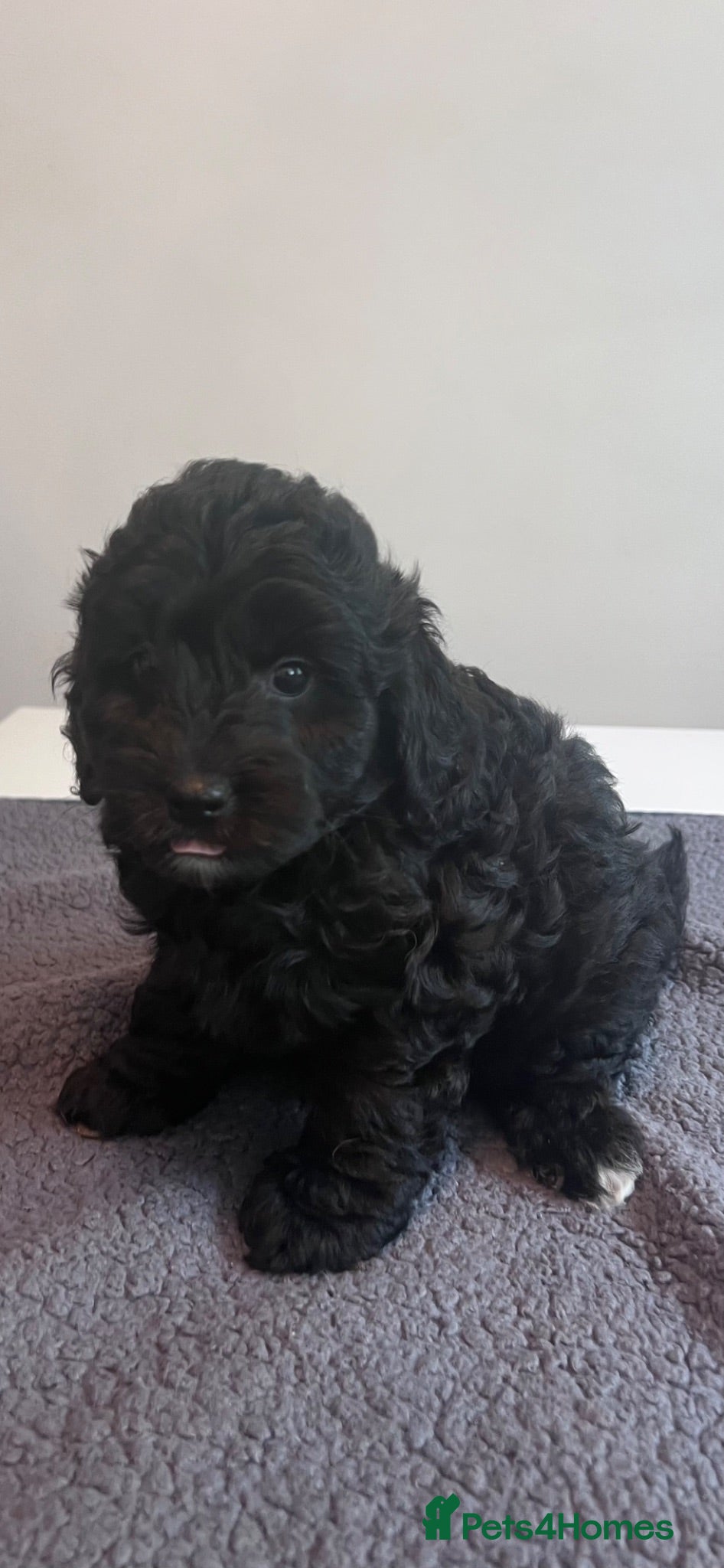 Cockapoo dogs 🐶 Beautiful F1B Cockapoo Puppies 🐶 - Advert 1