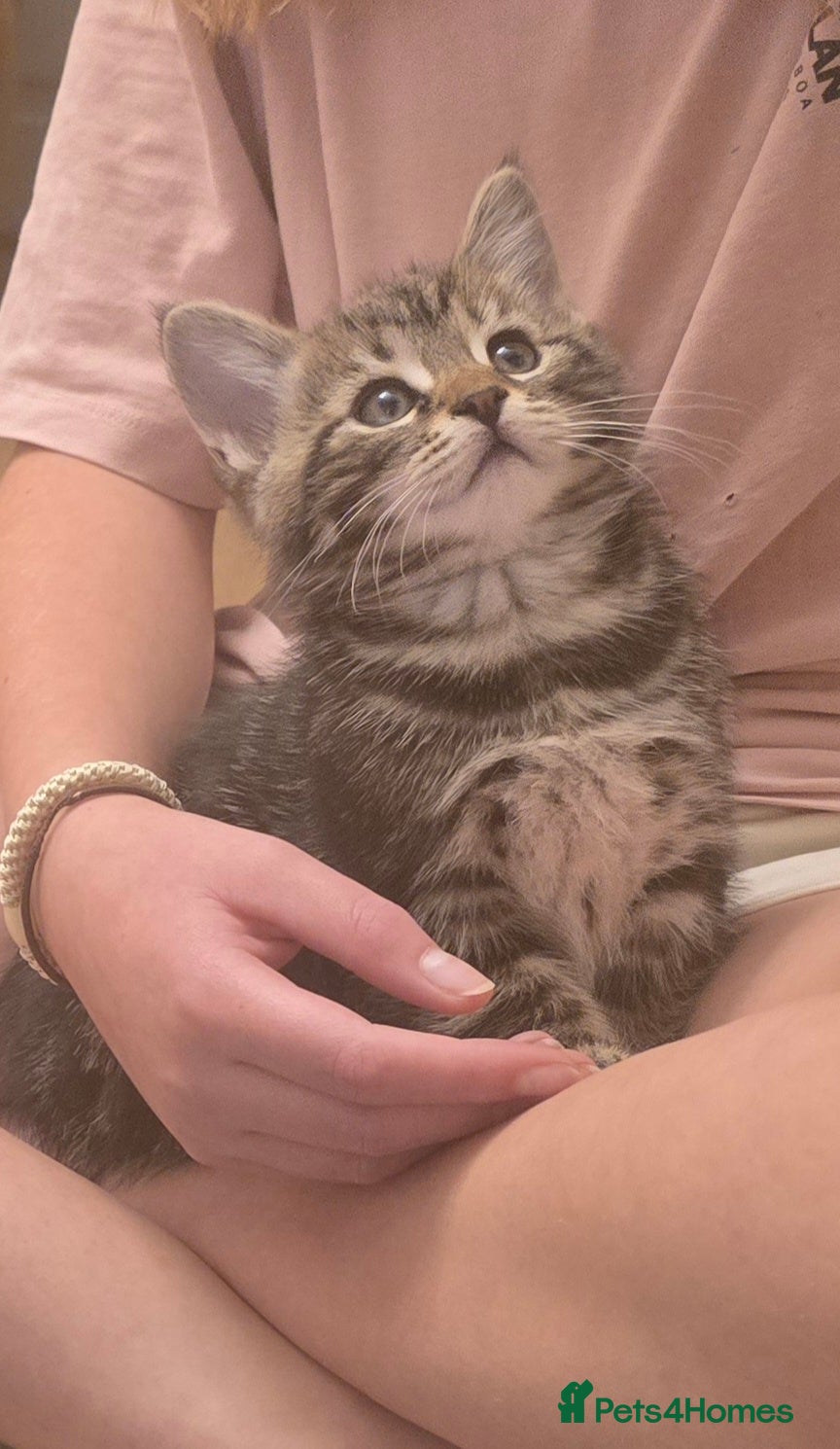 Maine Coon cats Gorgeous Maine Coon X Kittens-Litter of 7 - Advert 2