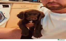 Sprocker dogs for sale: Sprocker spaniel pup - Image 4