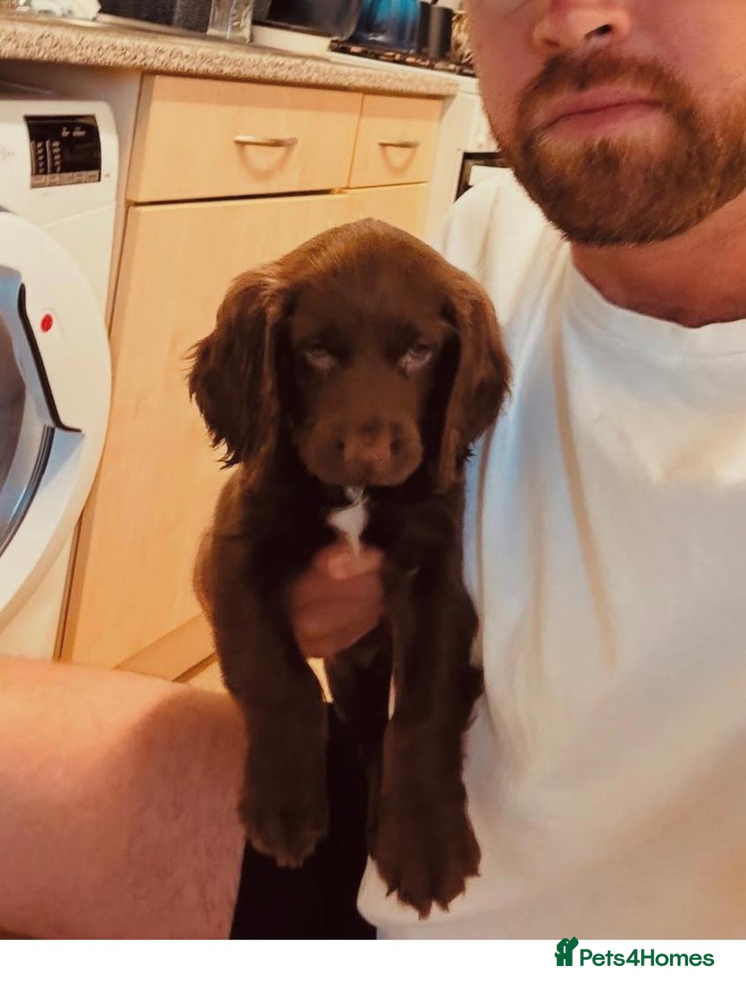 Sprocker dogs for sale: Sprocker spaniel pup - Image 4