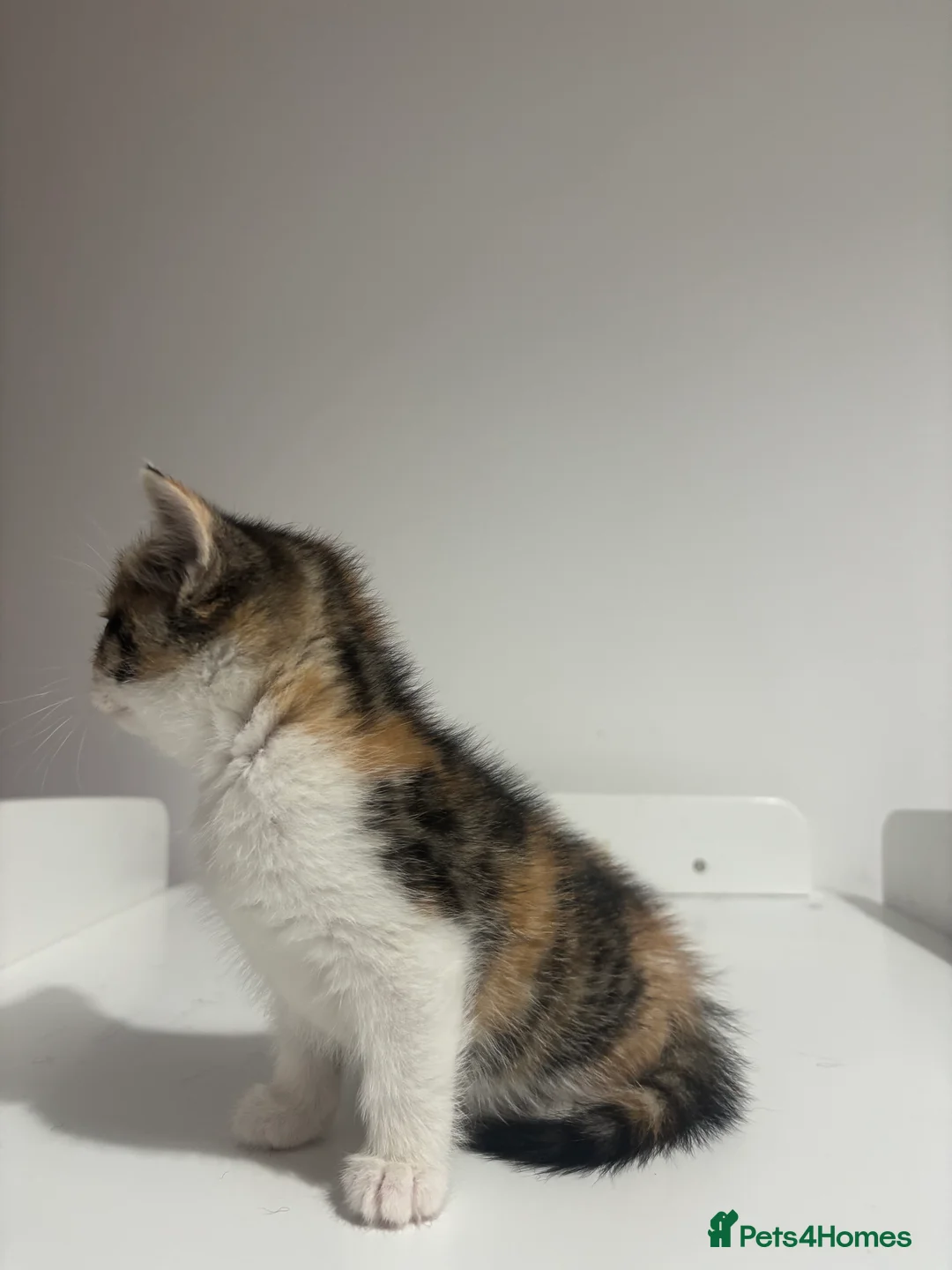 Scottish Fold cats for sale: Scottish fold straight and folded ears - Advert 4