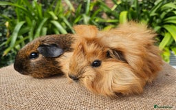 Guinea Pig rodents for sale: Bonded baby/young male californian guinea pigs - Image 1