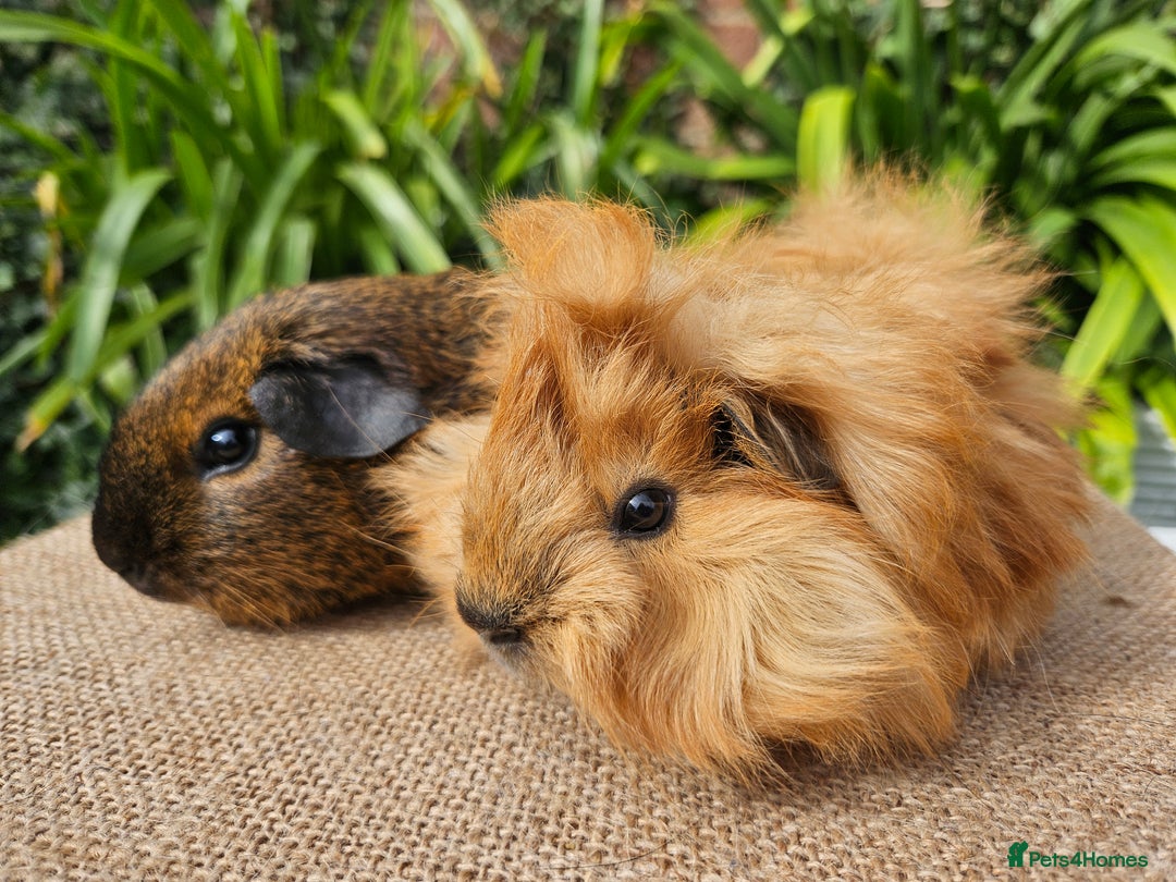Guinea Pig rodents for sale: Bonded baby/young male californian guinea pigs - Image 1