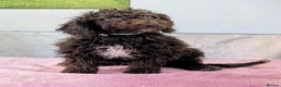 Spanish Water Dog dogs for sale: Spanish water dog - Advert 23