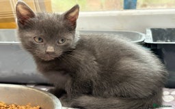 Bengal cats for sale: Bengal Mixed Litter - 2 Ginger & 1 Blue/Grey - Image 35