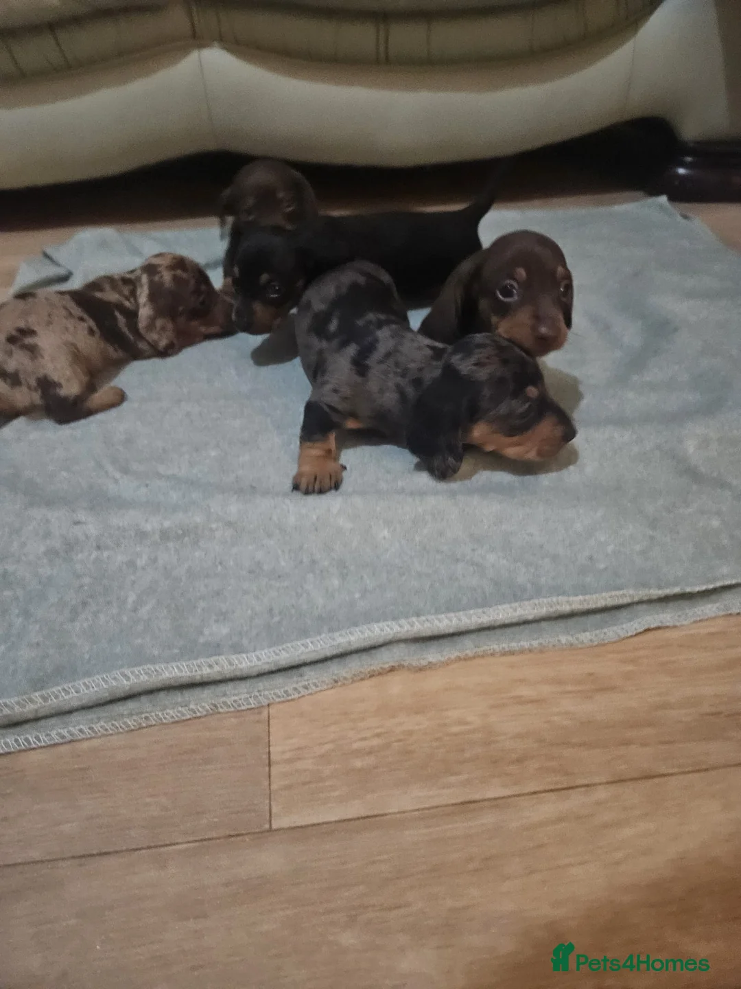Miniature Dachshund dogs for sale: Stunning miniature dachshund puppies  - Advert 10