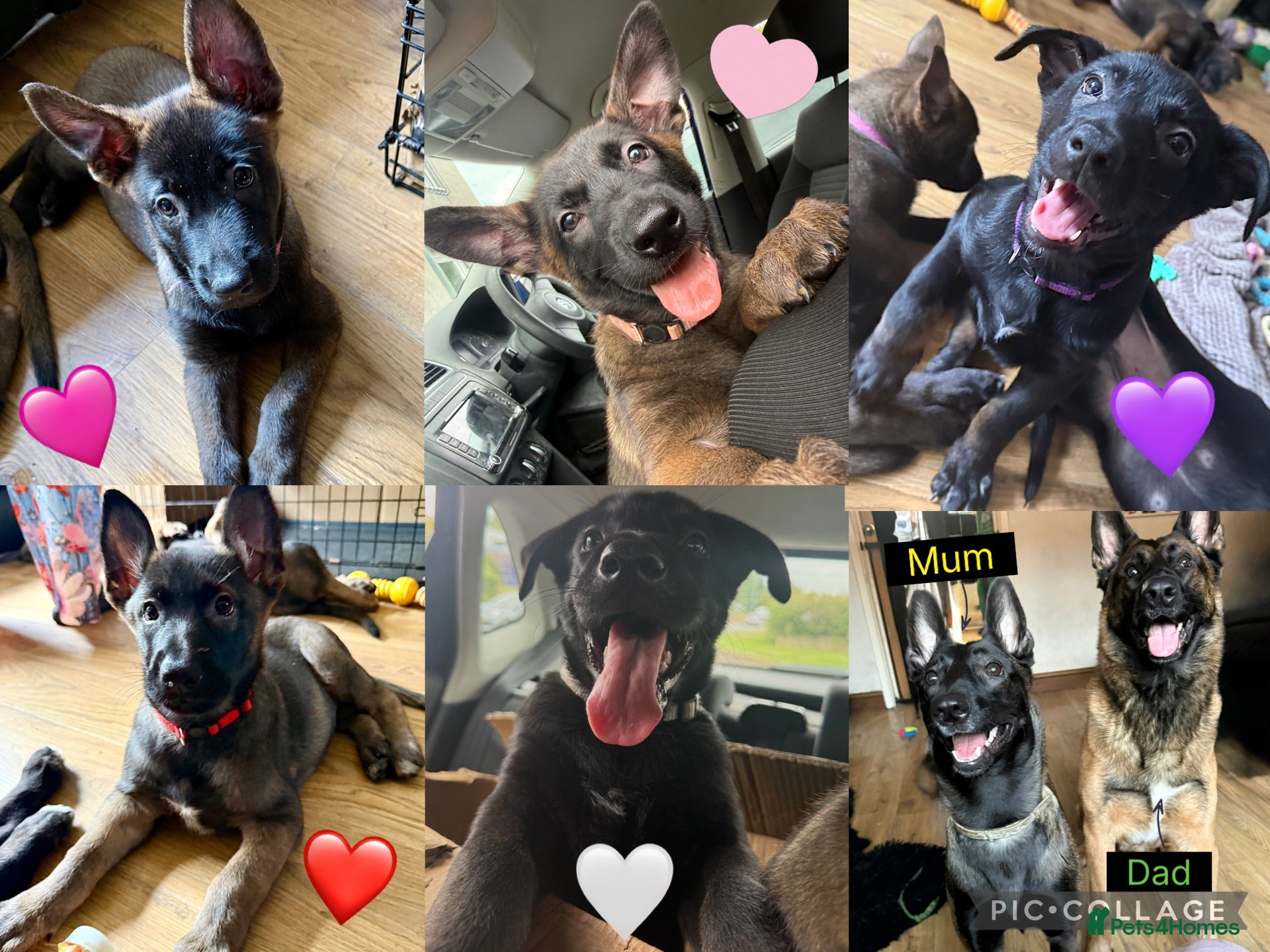 Belgian Shepherd Dog dogs 5 Belgian shepherds READY TO GO - Advert 4
