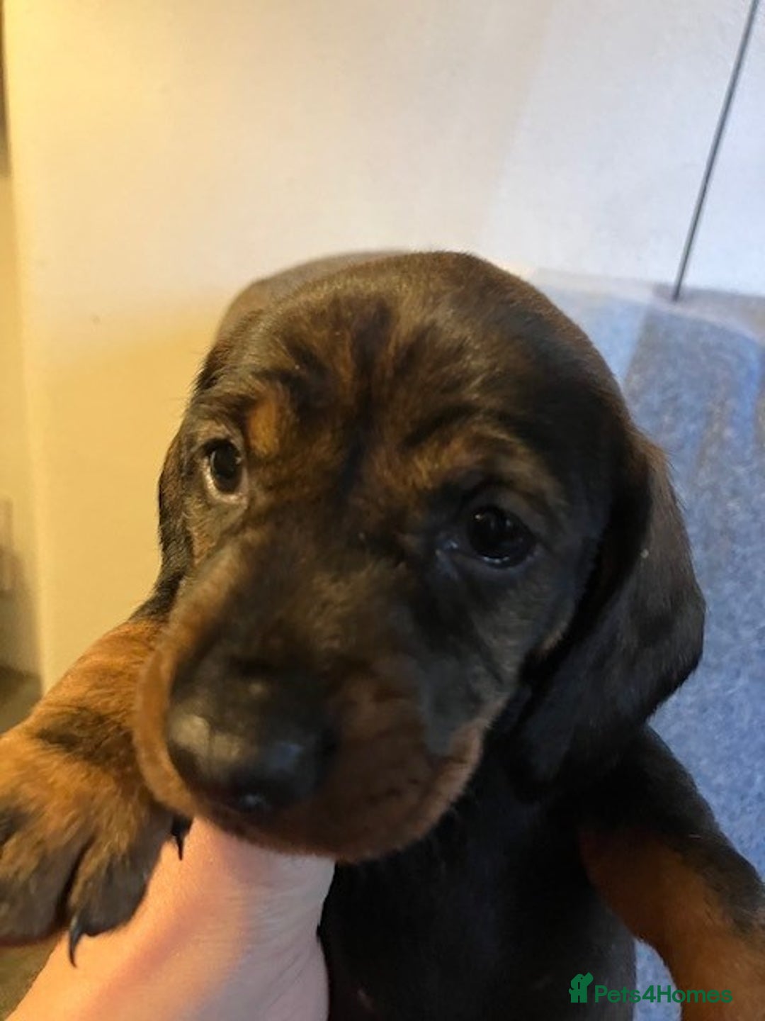 Dachshund dogs for sale: KennelClub Registered WireHaired Dachshund Puppies - Advert 7