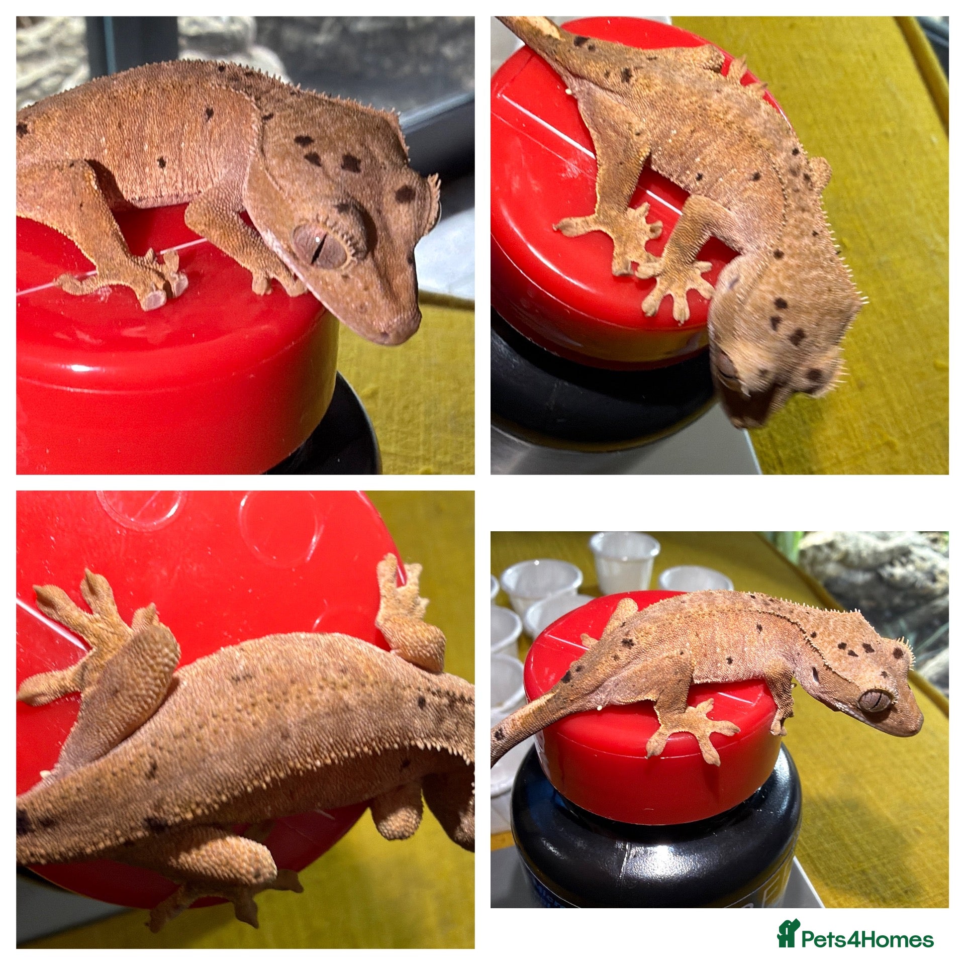 Gecko reptiles Various Crested Gecko Babies - Advert 11