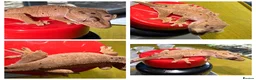 Gecko reptiles for sale: Various Crested Gecko Babies - Advert 1