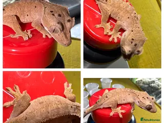 Gecko reptiles Various Crested Gecko Babies - Advert 2