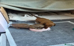 Miniature Dachshund dogs for sale: Miniature dachshunds - READY TO GO - Image 7