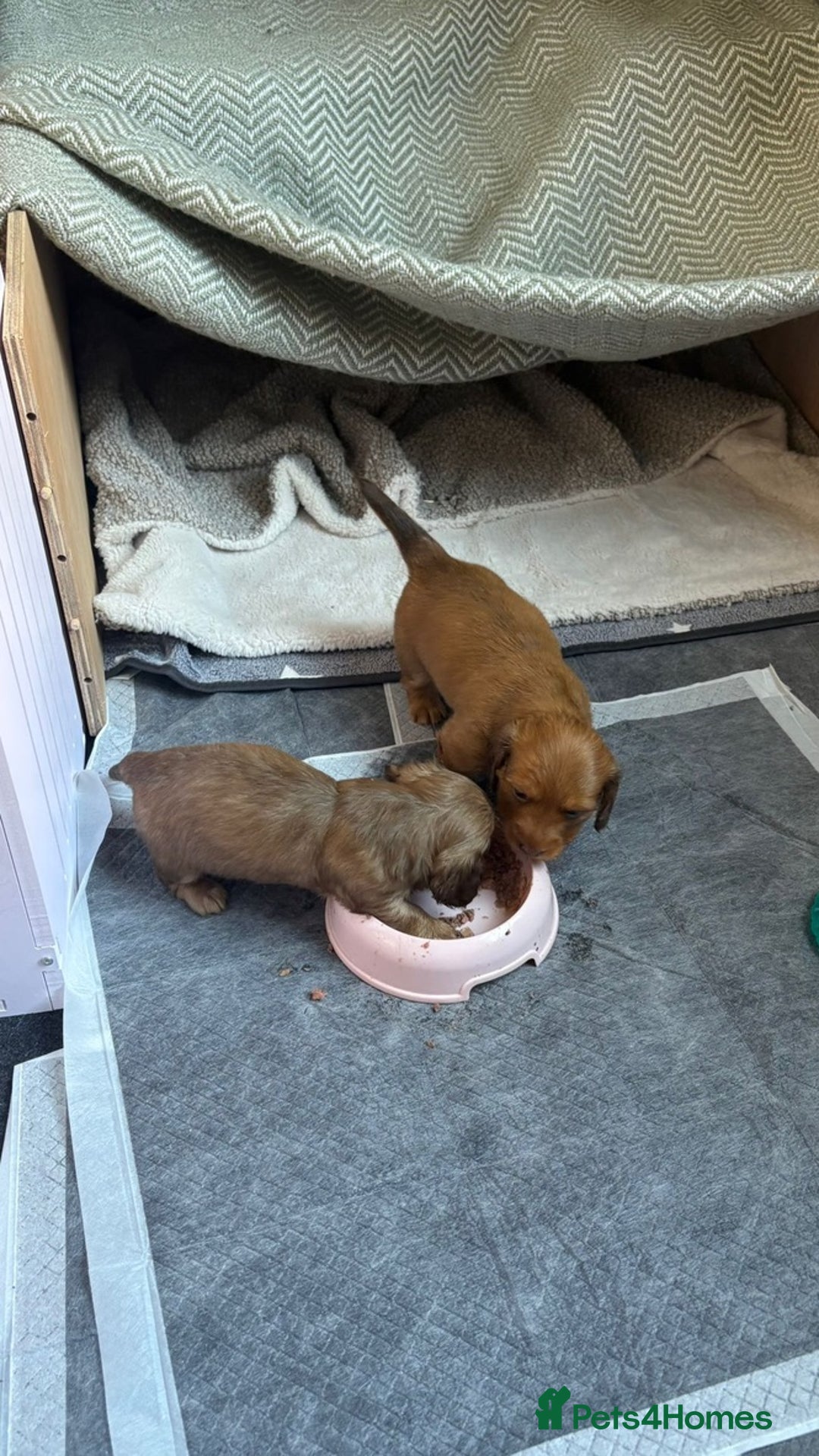 Miniature Dachshund dogs for sale: Miniature dachshunds - READY TO GO - Image 7