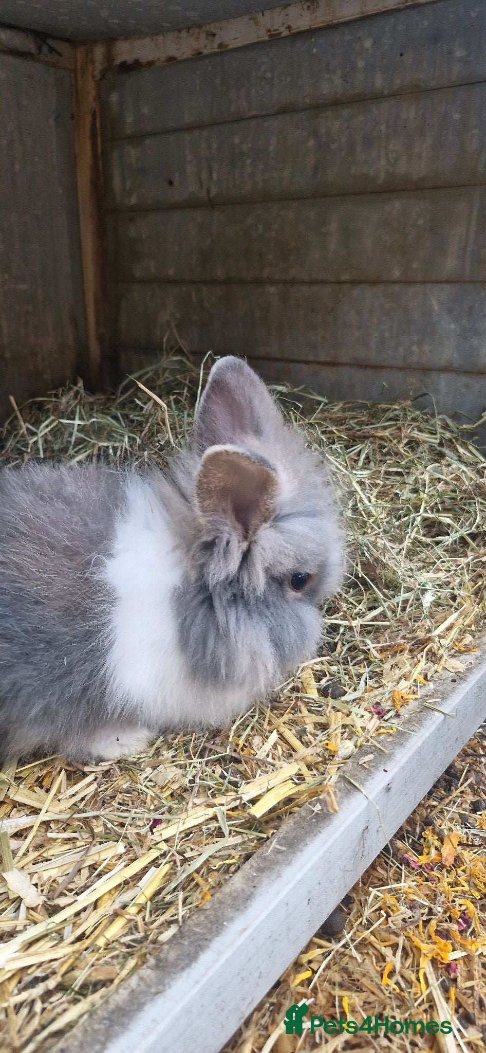 Mixed Breed rabbits Baby rabbits Lion Head and Mini Lop - Advert 3