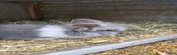 Mixed Breed rabbits for sale: Baby rabbits Lion Head and Mini Lop - Advert 1