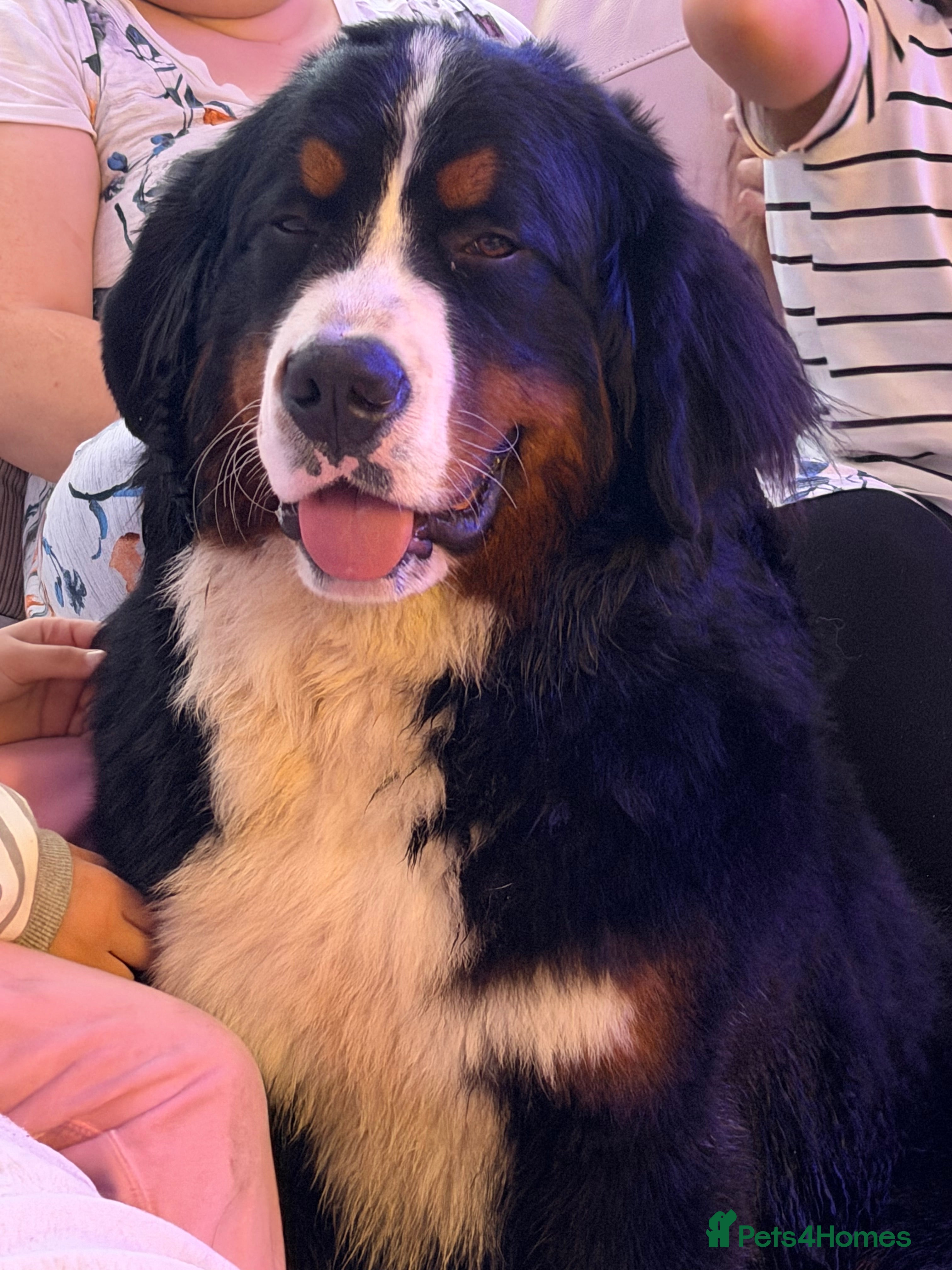 Bernese Mountain Dog dogs Bernese mountain dog  - Advert 1