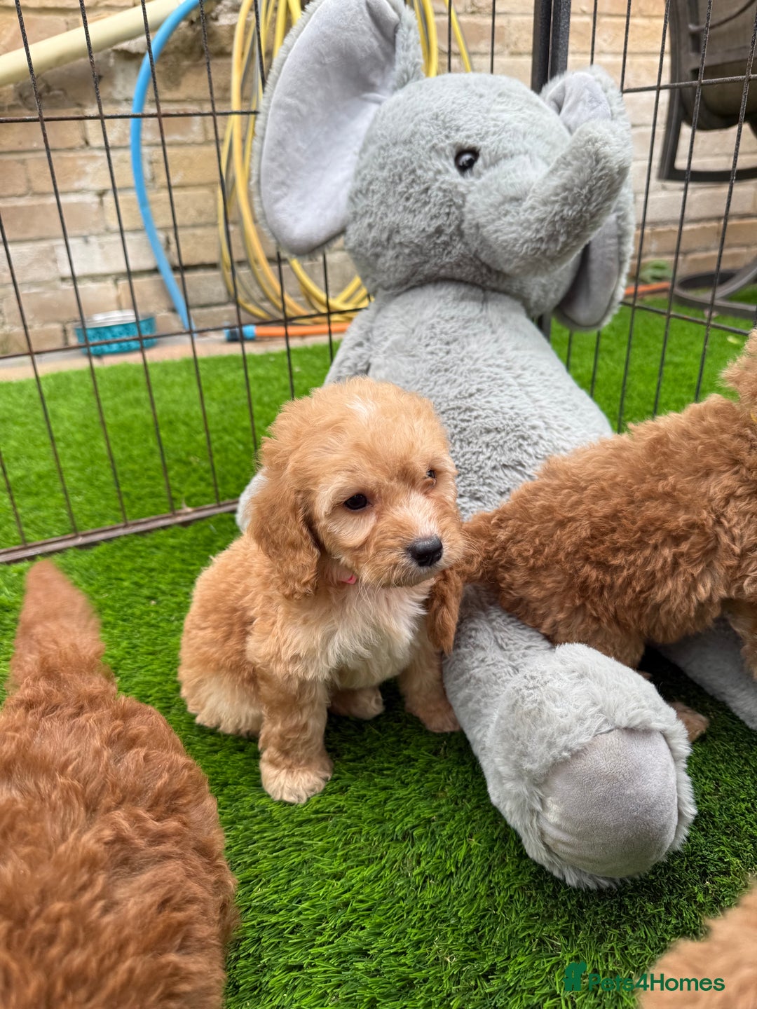 Cockapoo dogs for sale: Cockerpoo Puppies - Image 19