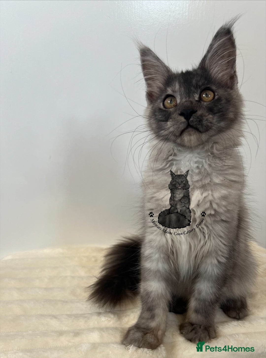 Maine Coon cats for sale: TICA female girl black smoke Maine Coon ready  - Image 2
