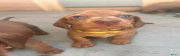 Miniature Dachshund dogs for sale: Miniature dachshund puppies - Ready Now!   - Advert 15