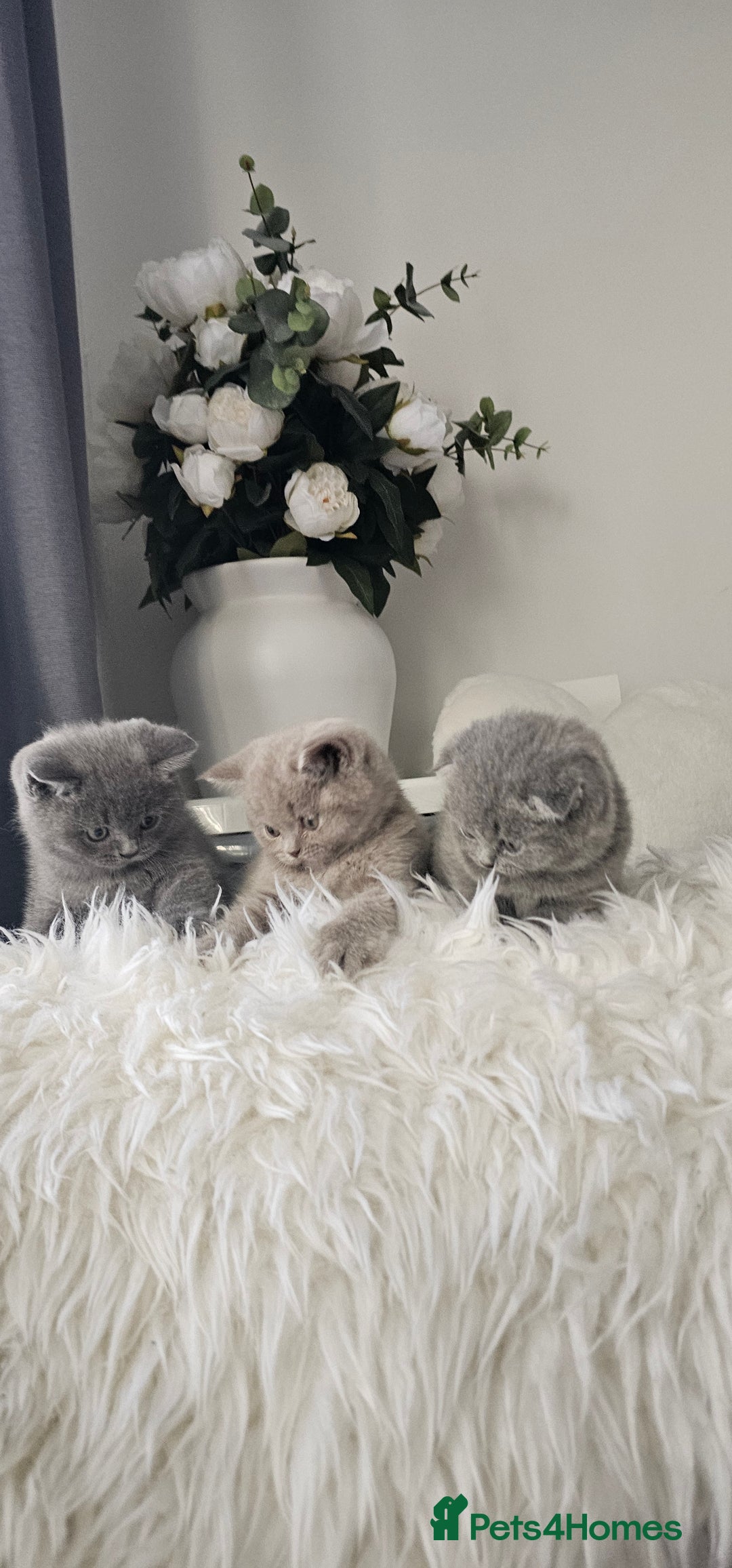 Scottish Fold cats for sale: 3 Beautiful Scottish Fold Kittens(Taki,Taco,Tango) - Image 4