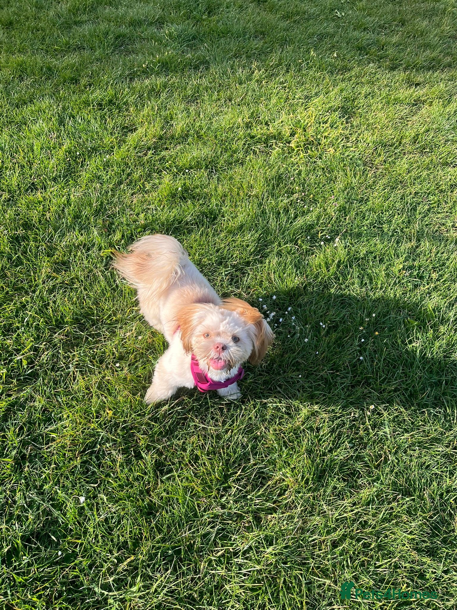 Shih Tzu dogs for sale: 8 month old Lilac Shih Tzu  in Broadstairs - Advert 5