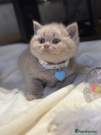 Scottish Fold cats - Advert 1