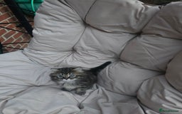 Siberian cats for sale: Siberian cross kitten - Image 3