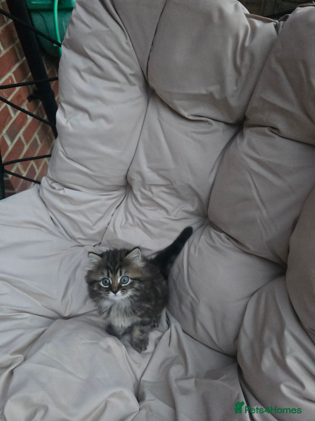 Siberian cats for sale: Siberian cross kitten - Image 3