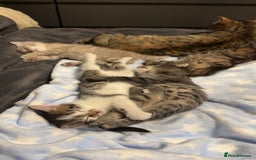 Mixed Breed cats for sale: 2 Gorgeous tabby boys left! - Advert 8