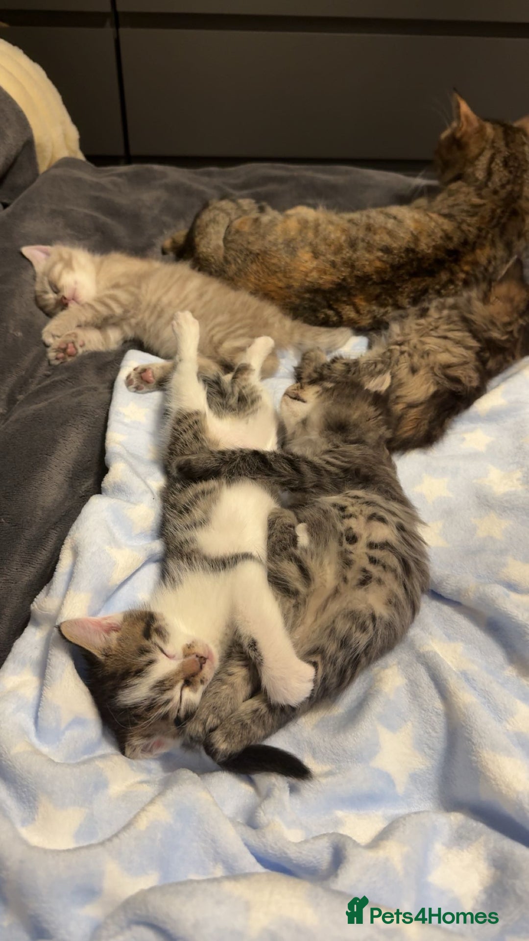 Mixed Breed cats for sale: 2 Gorgeous tabby boys left! - Advert 8
