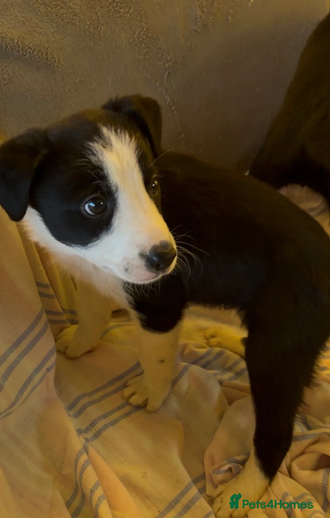 Border Collie dogs for sale: Border Collie Puppies - Advert 9