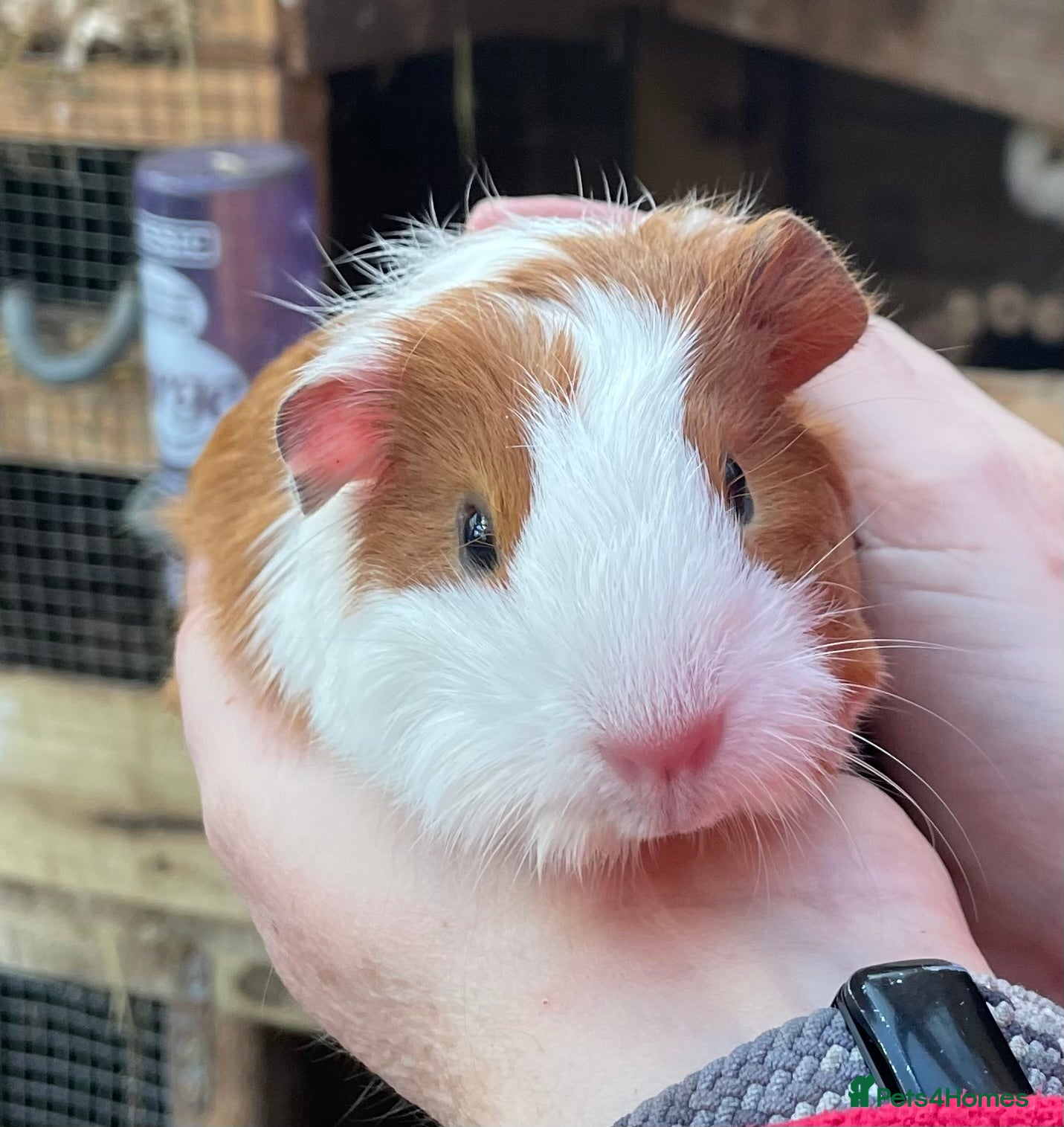 Guinea Pig rodents SWEET NATURED BABY GUINEA PIG GIRLS - Advert 19