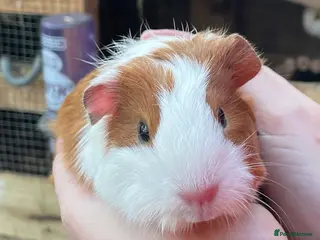 Guinea Pig rodents SWEET NATURED BABY GUINEA PIG GIRLS - Advert 19