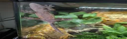 Gecko reptiles for sale: Harlequin Dalmatian crested gecko  - Advert 4