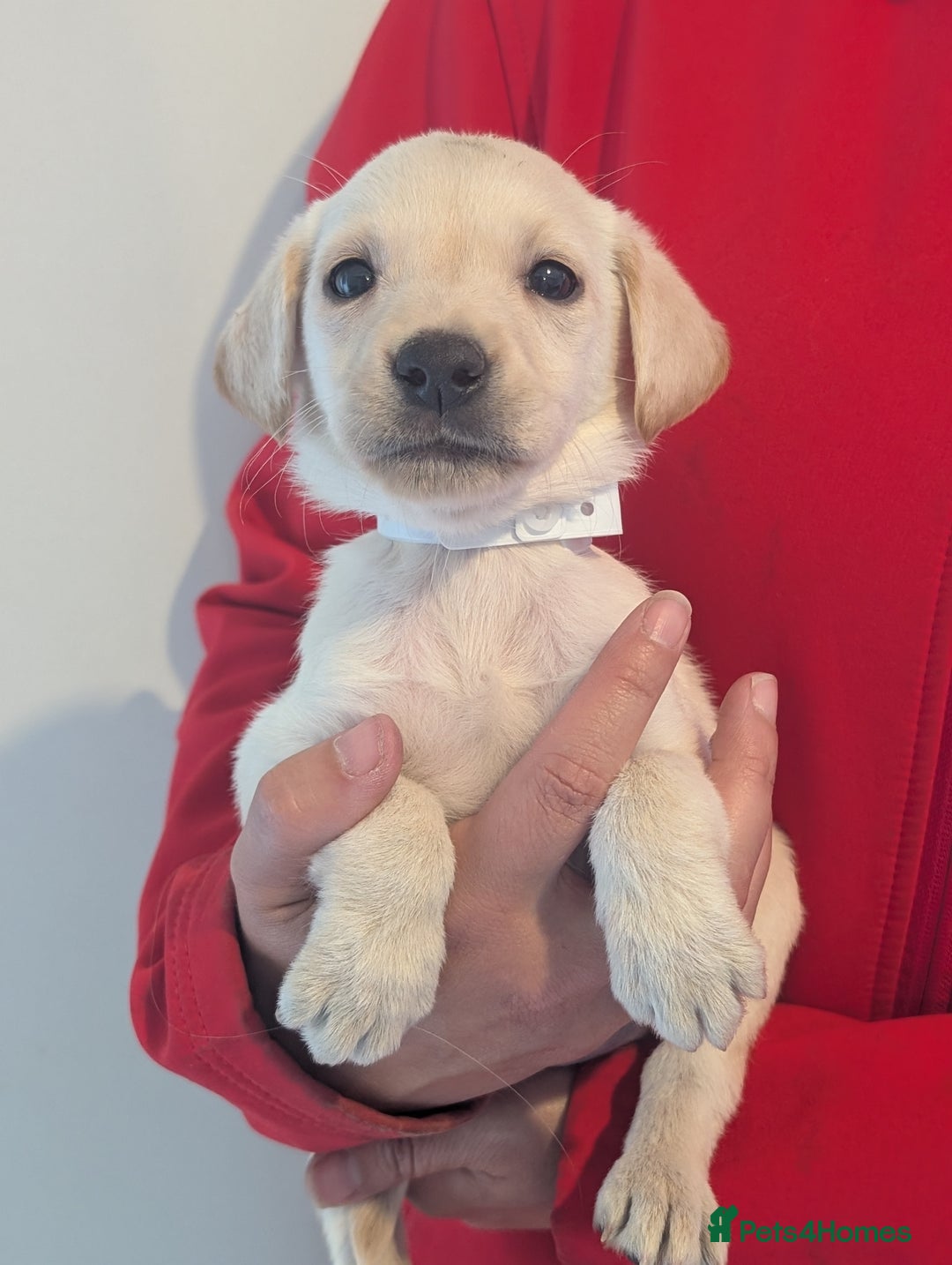 Labrador Retriever dogs for sale: KC Reg many Champion lines Drakeshead in pedigree  - Image 16