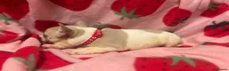 French Bulldog dogs for sale: KC French Bulldog puppies  - Advert 7