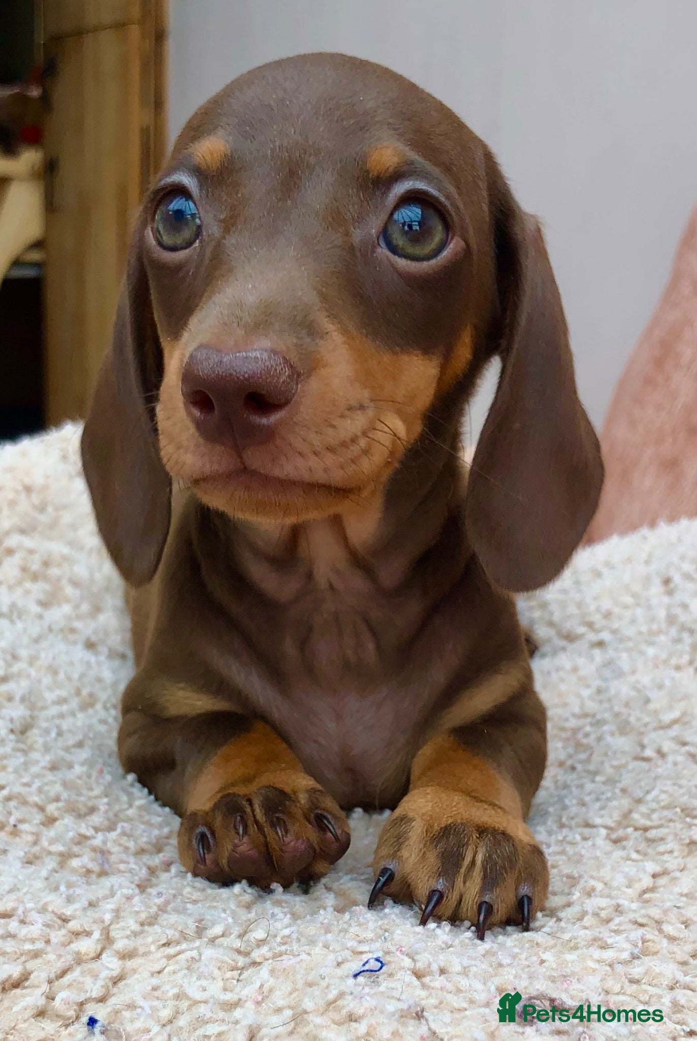 Miniature Dachshund dogs Choc & tan, mini dachshunds, Kc reg. PRA Clear - Advert 1