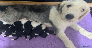Old English Sheepdog dogs - Advert 2