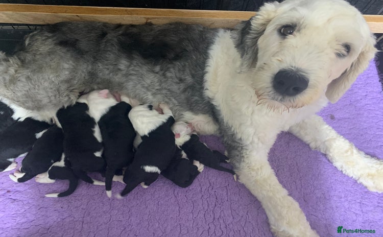 Old English Sheepdog dogs - Advert 1