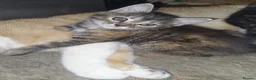 Mixed Breed cats for sale: 3 kittens - Advert 4
