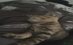 British Shorthair cats for sale: Pair of female kittens  - Image 2